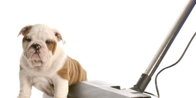 cleaning up after puppy - bulldog puppy beside vacuum